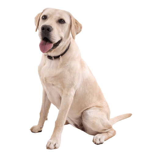 Labrador